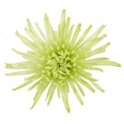 Pianta di Crisantemo...