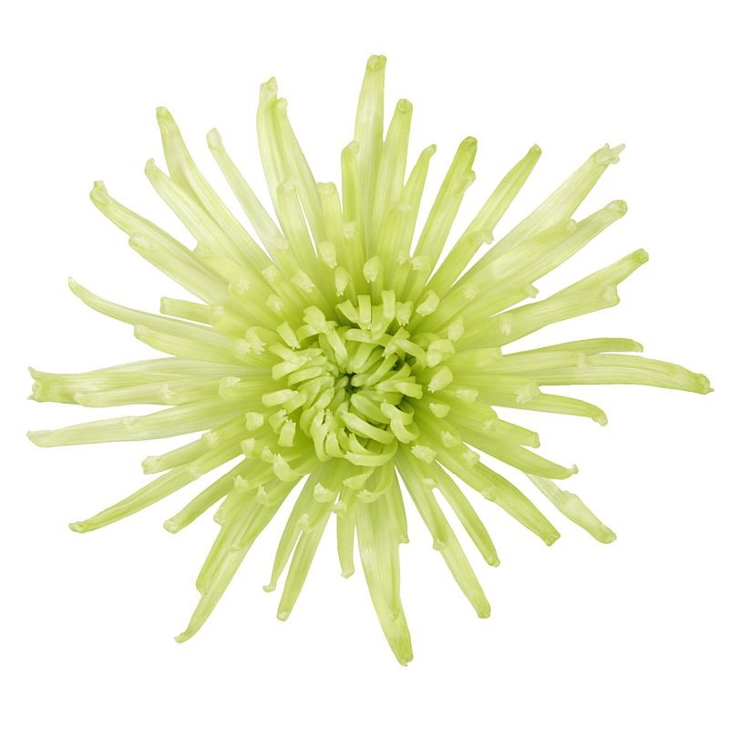 Pianta di Crisantemo 'Anastasia Green Lime'