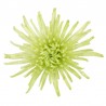 Pianta di Crisantemo 'Anastasia Green Lime'