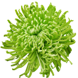 Pianta di Crisantemo...