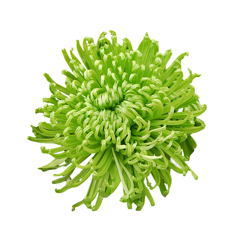 Pianta di Crisantemo 'Anastasia Green dark'