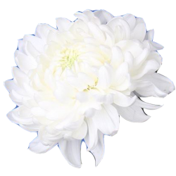 Pianta di Crisantemo 'Annushka'