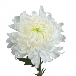 Pianta di Crisantemo...