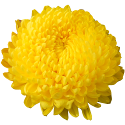 Pianta di Crisantemo 'Astroid'