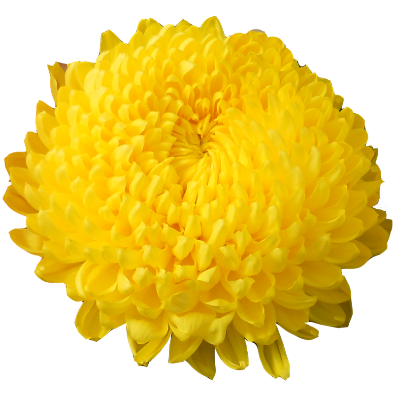 Pianta di Crisantemo 'Astroid'