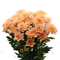 Crisantemo 'Baltica Salmon'