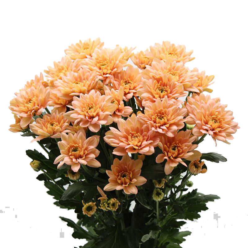 Crisantemo 'Baltica Salmon'