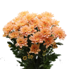Crisantemo 'Baltica Salmon'
