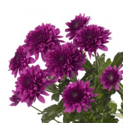 Pianta di Crisantemo 'Barca...