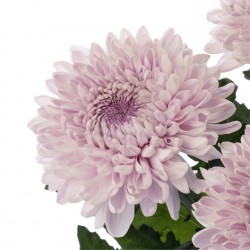 Pianta di Crisantemo 'Baveno'