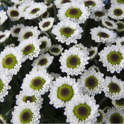 Crisantemo 'Black Betty'