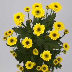 Crisantemo 'Black Molly'