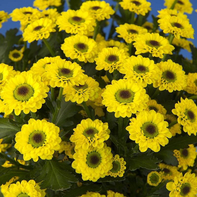 Crisantemo 'Black Molly'