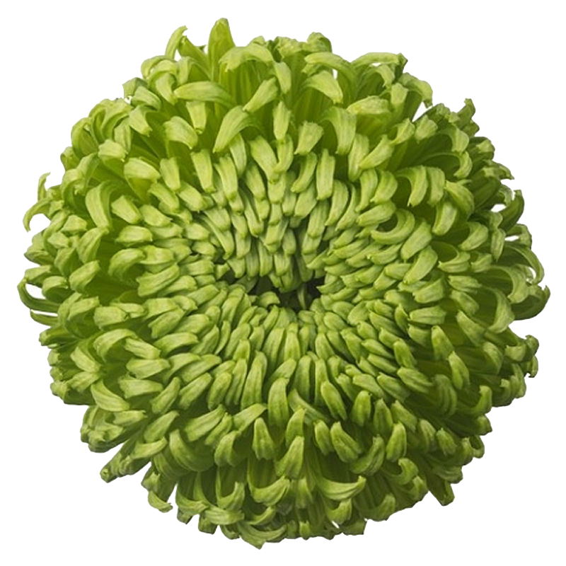 Bombellini