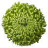 Bombellini