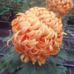 Pianta di Crisantemo 'C2/1'