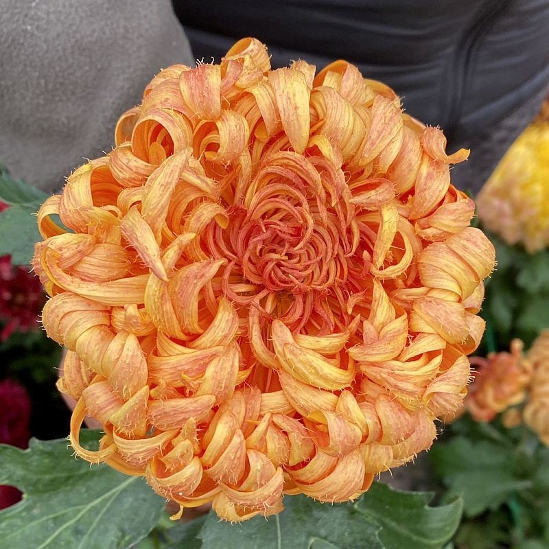 Pianta di Crisantemo 'C2/1'