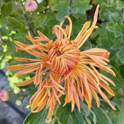 Pianta di Crisantemo 'C2/1'