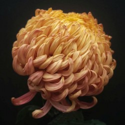 Pianta di Crisantemo 'Chakril'