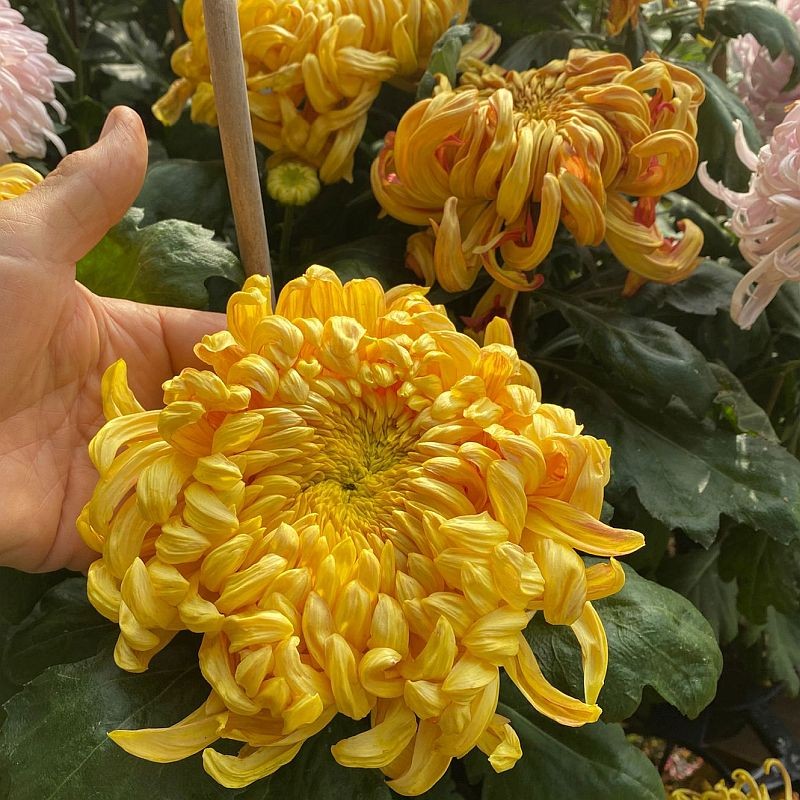 Pianta di Crisantemo 'Chakril'