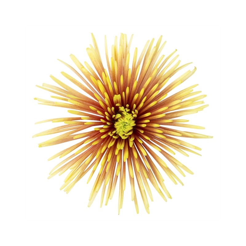 Pianta di Crisantemo 'Chispa'