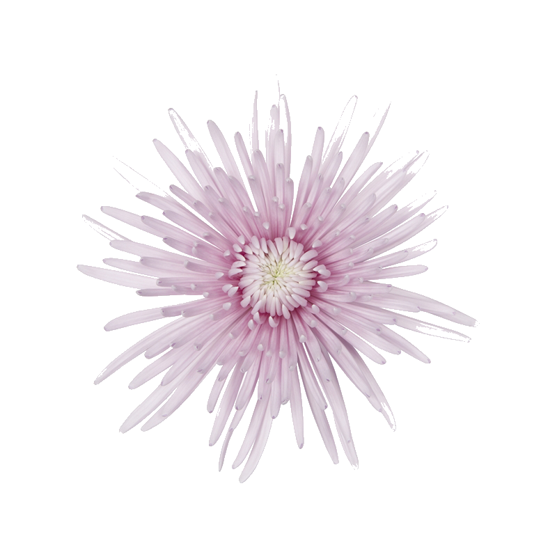 Crisantemo 'Cipria'