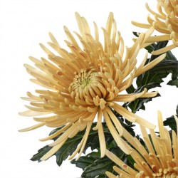 Crisantemo 'Cipria Salmon'