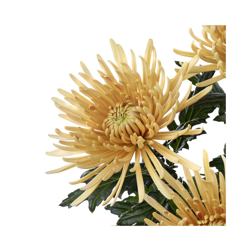 Crisantemo 'Cipria Salmon'