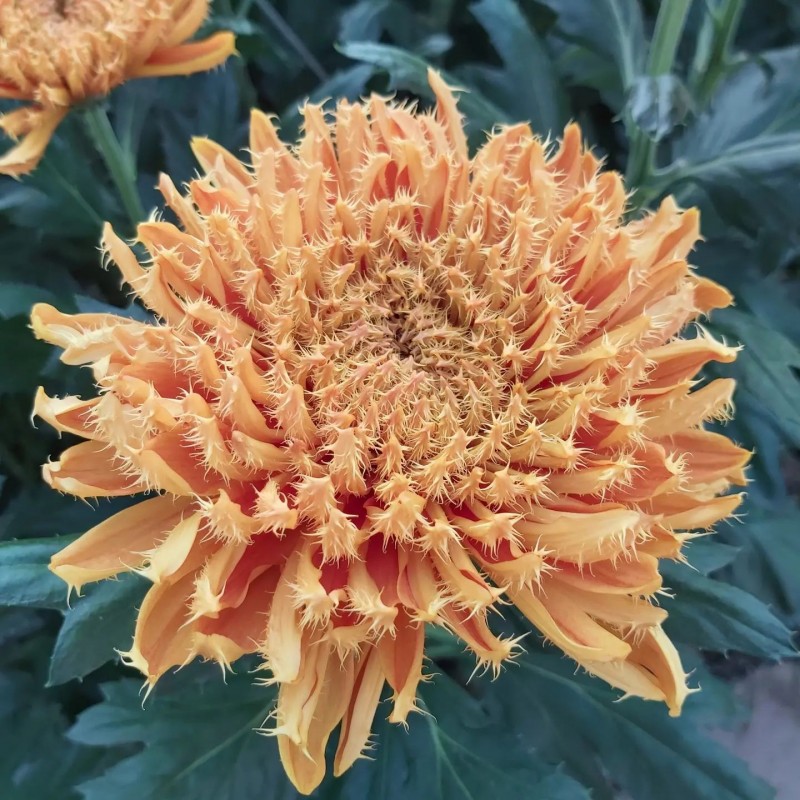 Pianta di Crisantemo 'Cruella'