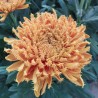 Pianta di Crisantemo 'Cruella'