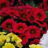 Calibrachoa 'Calipetite Red