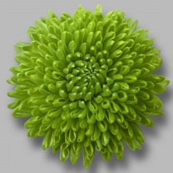 Crisantemo 'Wathsapp'