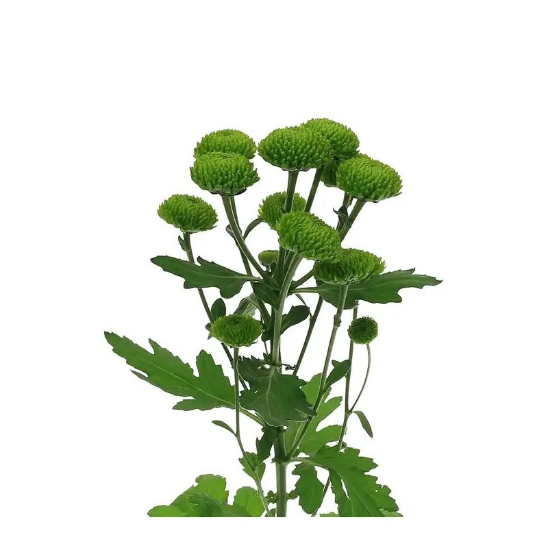 Pianta di Crisantemo 'Deligreen'