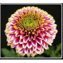 Pianta di Crisantemo...