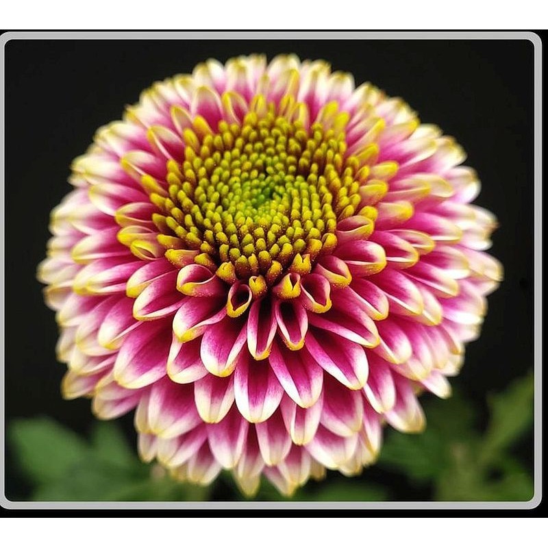 Pianta di Crisantemo 'Exotic Exotica'