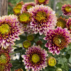 Pianta di Crisantemo 'Exotic Exotica'