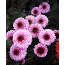 Pianta di Crisantemo 'Exotic Pearl'