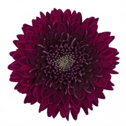 Crisantemo 'Gaviria'