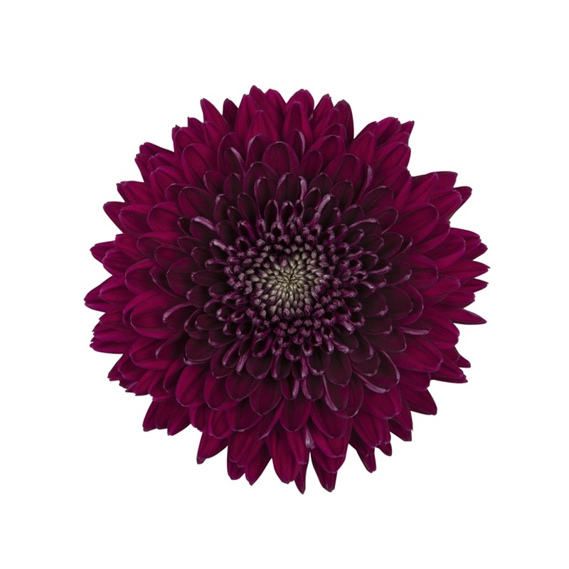 Crisantemo 'Gaviria'