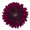Crisantemo 'Gaviria'