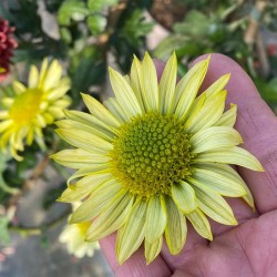 Pianta di Crisantemo 'Green Apples'