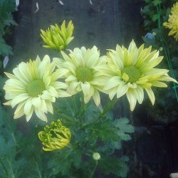 Pianta di Crisantemo 'Green Apples'