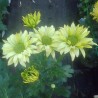 Pianta di Crisantemo 'Green Apples'