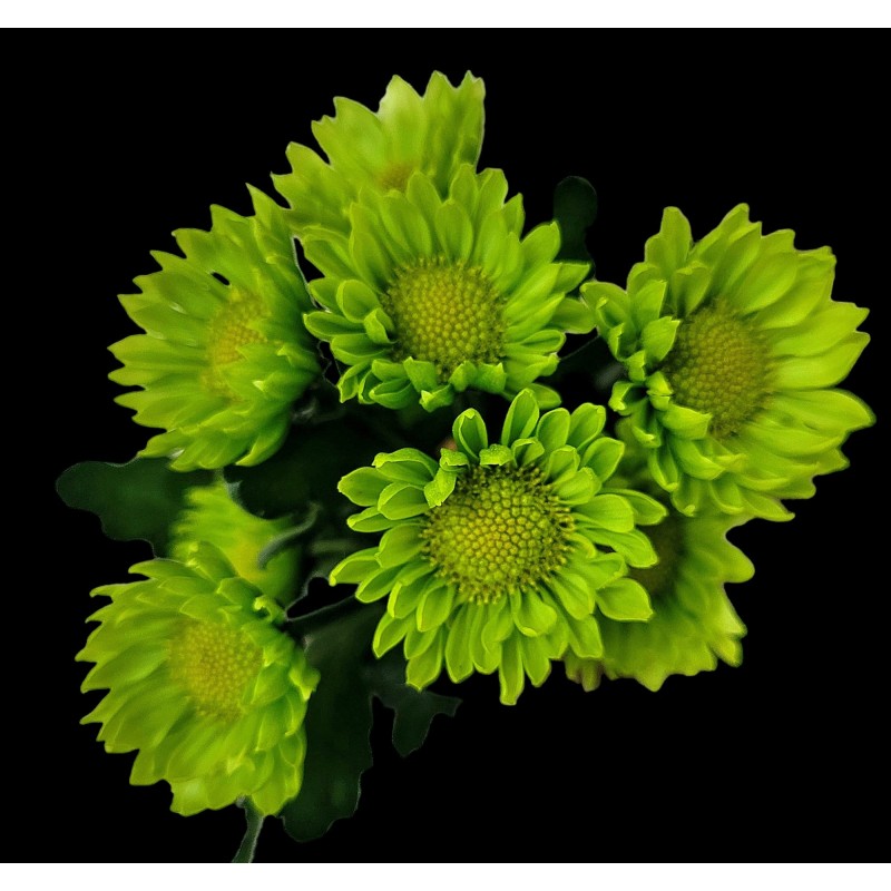 Pianta di Crisantemo 'Green Apples'