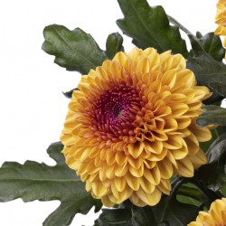 Pianta di Crisantemo 'Hardy'