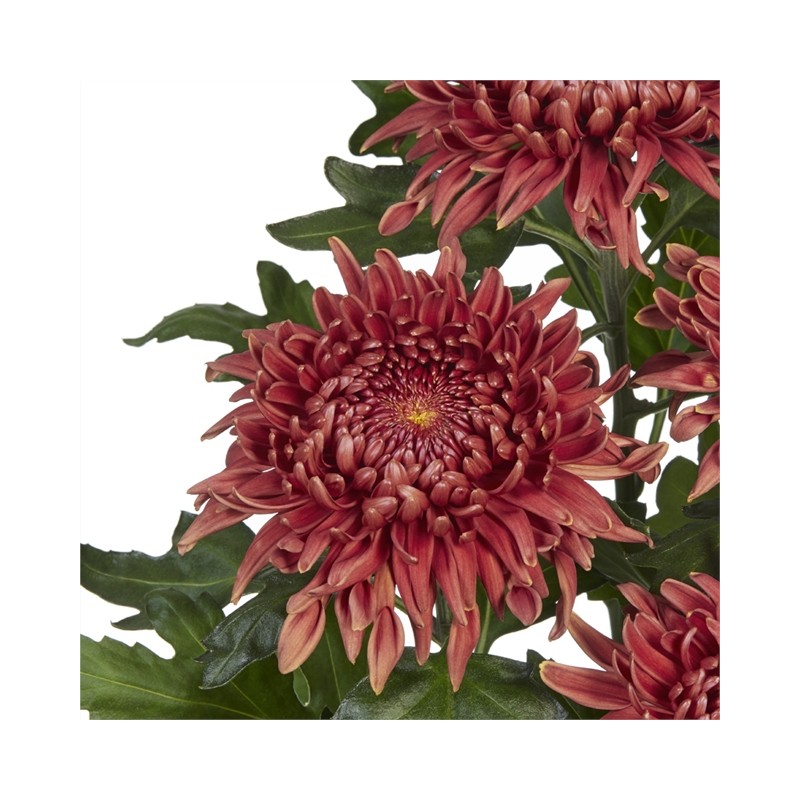 Pianta di Crisantemo 'Ignis'