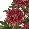 Pianta di Crisantemo 'Ignis'