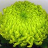 Crisantemo 'Jade'