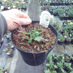 Pianta di Crisantemo 'Jade'