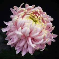 Pianta di Crisantemo 'Jetaime'